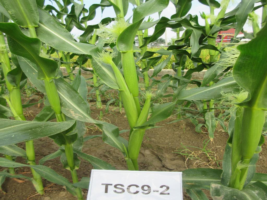 image1