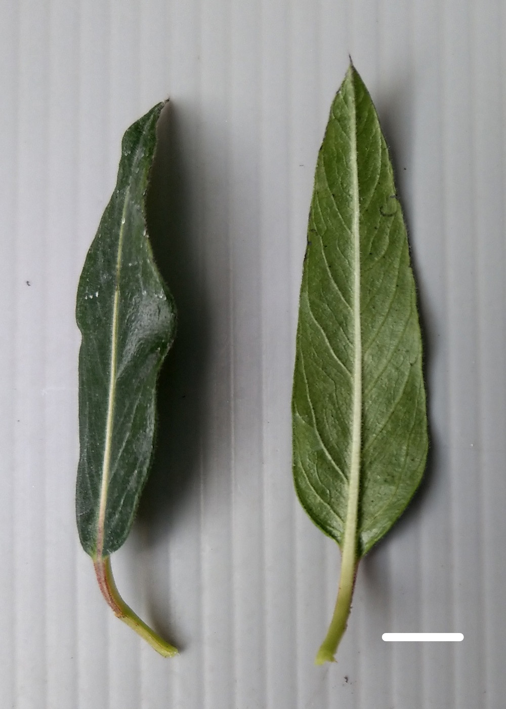 image4