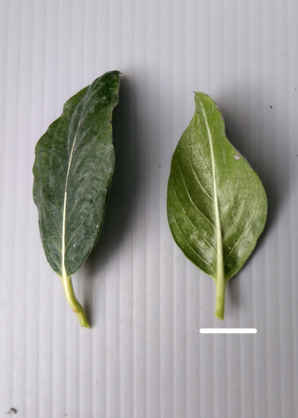 image4